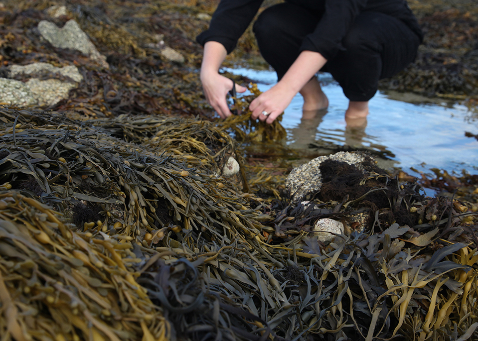 Ella foraging seaweed for Phoenix & Providence skincare products.