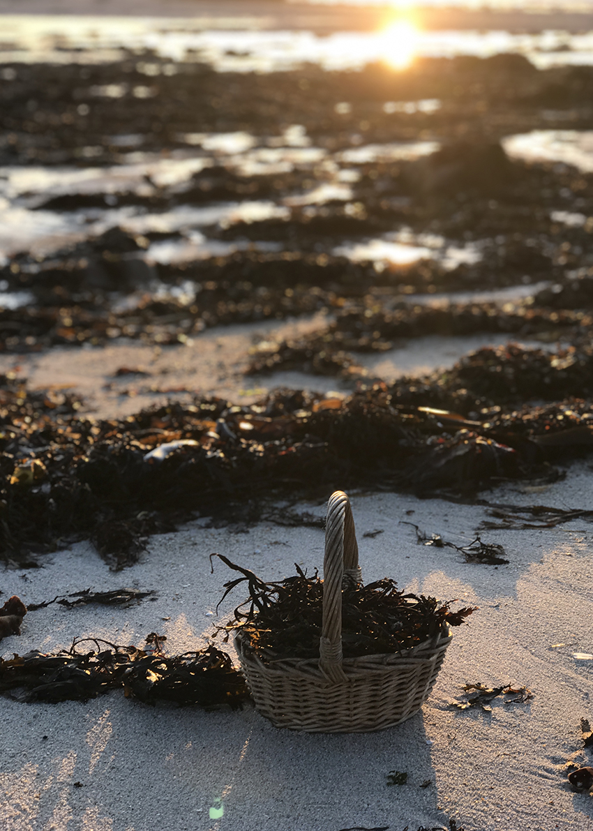 Foraged seaweed in basket on the Island of St. Martin's, Isles of Scilly.