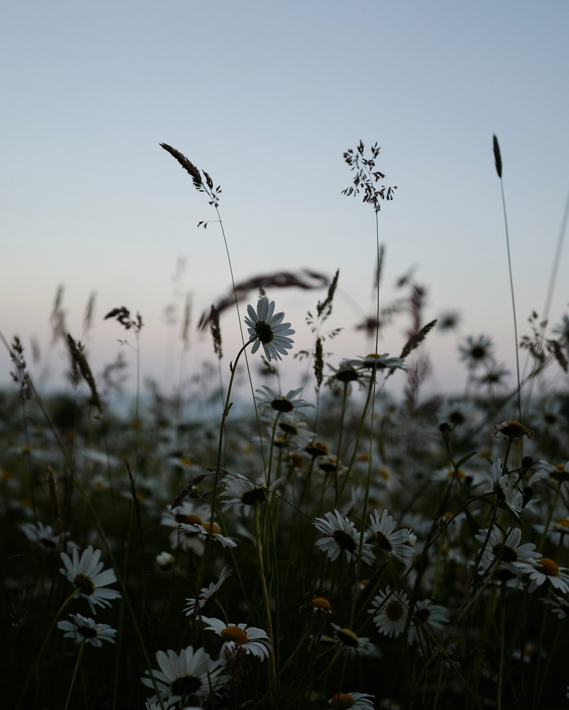 Wild Flowers at sunset by The Wildwood Moth