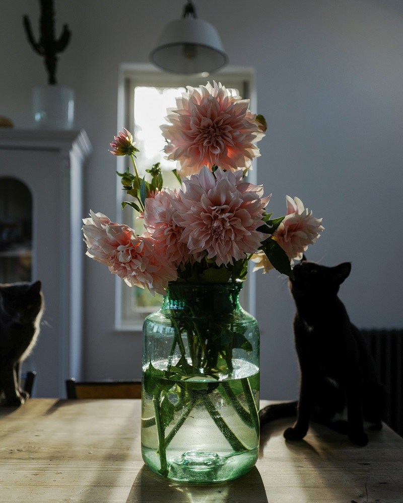 Dahlias is sun light and black cat